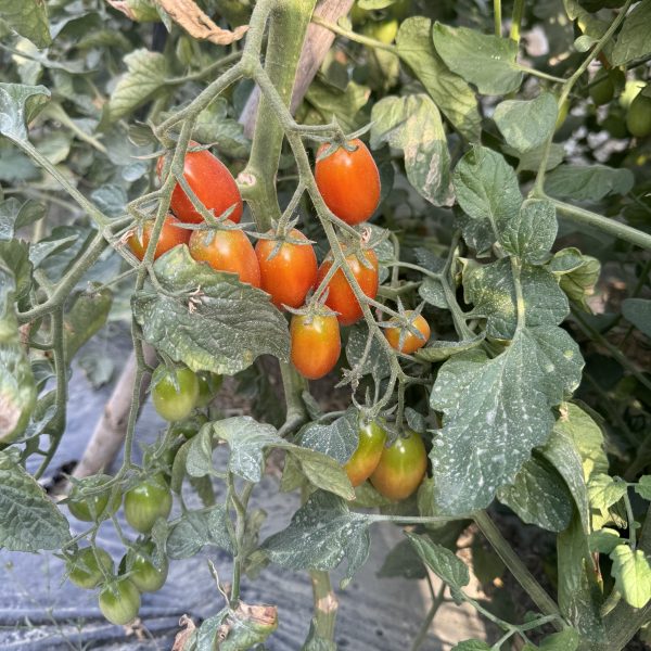 Tomate Cherry Pendragón 4 cajas de 1.250 kg (5Kg)